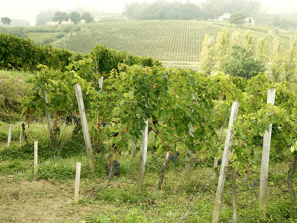 Виноградники Бордо, Франция